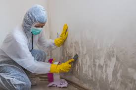 Trusted Arcata, CA Mold Inspection Experts